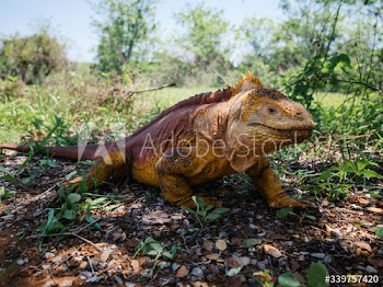 Galapagos land iguana