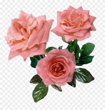 Gallery For > Pink Rose Png - Transparent Bg Pink Roses