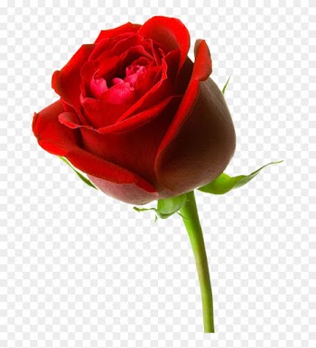 Gambar Bunga Mawar Merah Besar - Red Rose Hd 3d