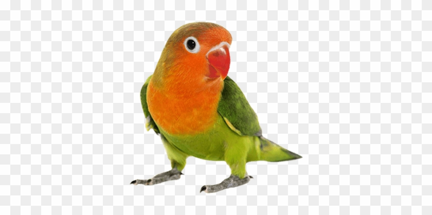 Gambar Burung Love Bird - Love Bird Png Hd