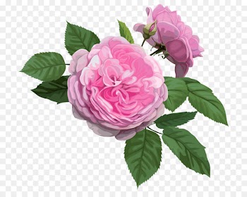 Gambia Paper Flower Rosa chinensis Postage stamp - Pink rose 