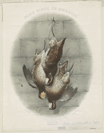 Game birds of America. Quail | Free Photo - rawpixel