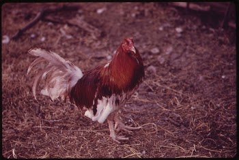 Gamecock on a Farm near Leakey, | Free Photo - rawpixel