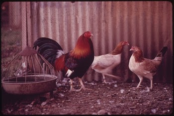 Gamecocks on a Farm near Leakey, | Free Photo - rawpixel