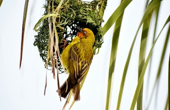 Gamma Photography of Yellow and Black Bird