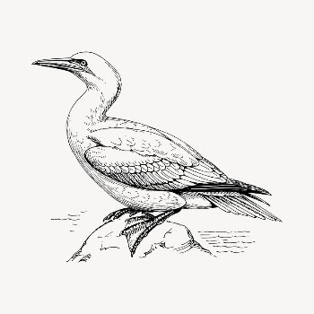 Gannet bird clipart, vintage hand | Free Vector - rawpixel