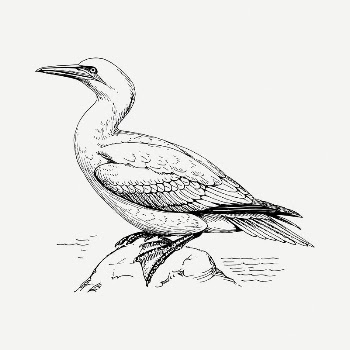 Gannet bird drawing, vintage illustration | Free PSD - rawpixel