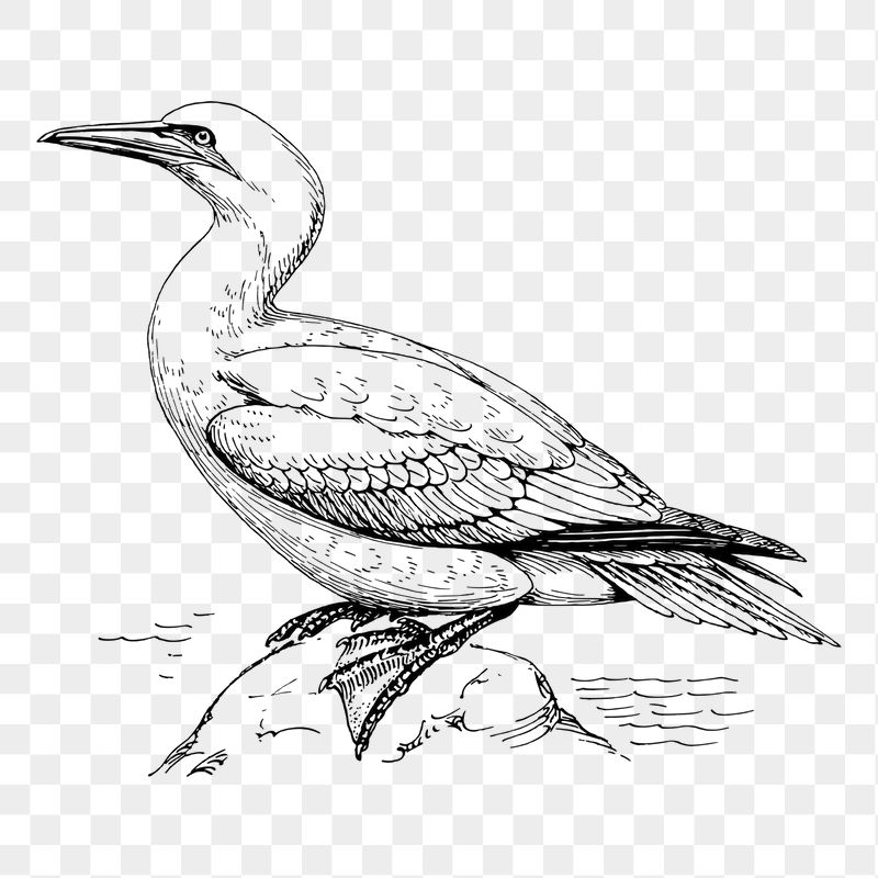 Gannet bird png sticker illustration, | Free PNG - rawpixel