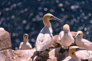 Gannets