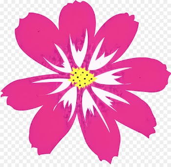 Garden Cosmos, Chrysanthemum, Annual Plant, Petal, Pink PNG
