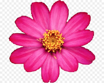 Garden Cosmos Chrysanthemum Marguerite daisy Daisy family Cut flowers - pinkflower background 