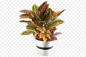 Garden croton Houseplant Leaf Plants - leaf 