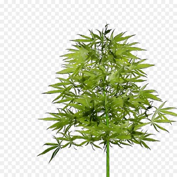 Garden Medicine Kitchen Disinfectants Hemp -  