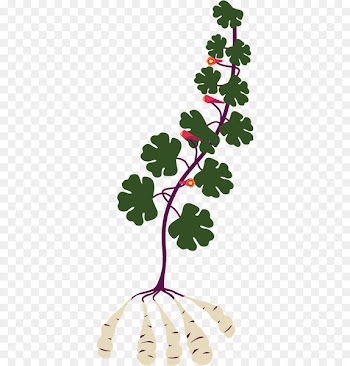 Garden Nasturtium Tropaeolum tuberosum Perennial plant Oca - potato 
