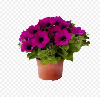 Garden phlox Moss phlox Plants Light Perennial plant -  
