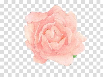 Garden, pink rose flower transparent background PNG clipart