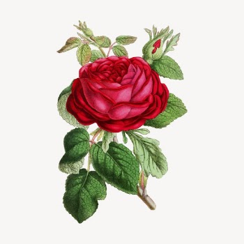 Garden rose clipart, vintage illustration | Free Vector - rawpixel