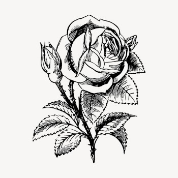 Garden rose clipart, vintage illustration | Free Vector - rawpixel