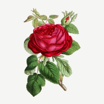 Garden rose collage element, vintage | Free PSD - rawpixel