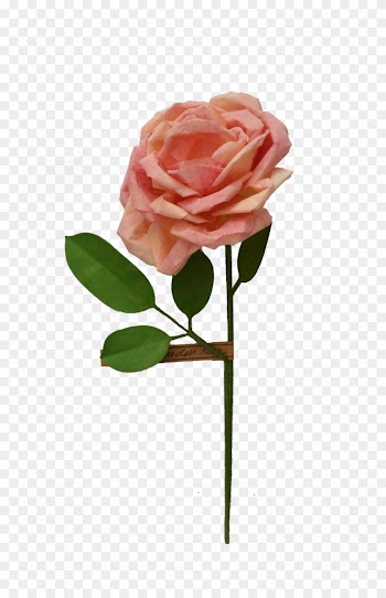 Garden Rose - Garden Roses