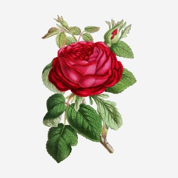 Garden rose hand drawn illustration. | Free Photo - rawpixel