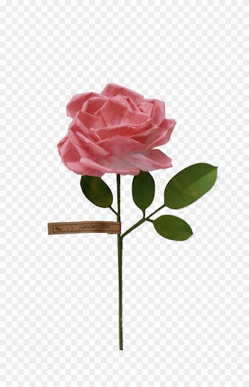 Garden Rose - Rose
