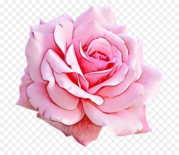 Garden roses