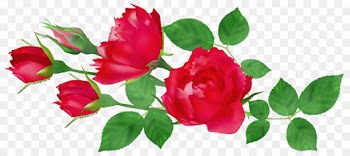 Garden roses