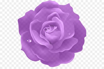 Garden roses