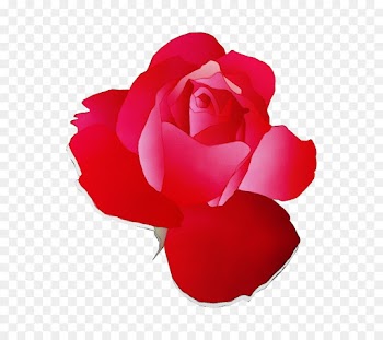 Garden roses