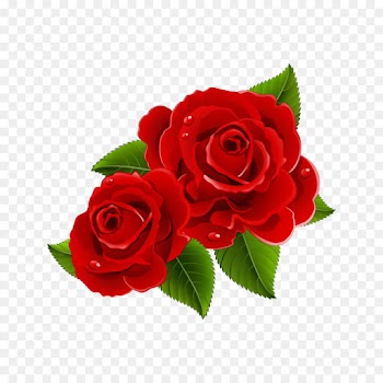 Garden roses