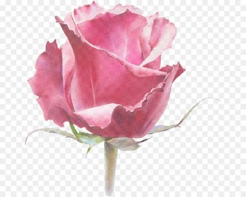 Garden roses