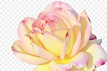Garden roses