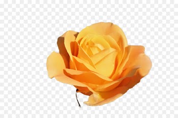 Garden roses