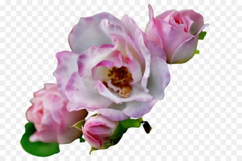 Garden roses