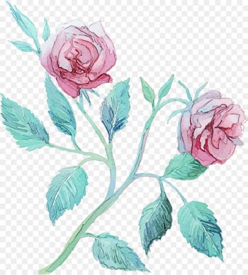 Garden roses