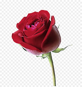 Garden roses