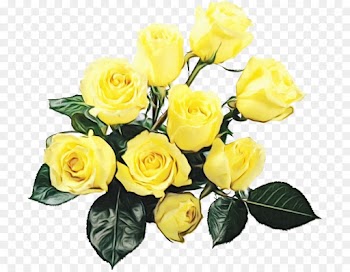 Garden roses