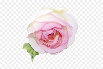 Garden roses