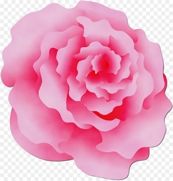 Garden roses