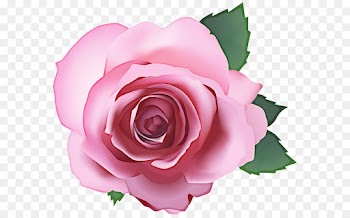 Garden roses