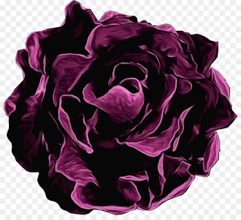 Garden roses