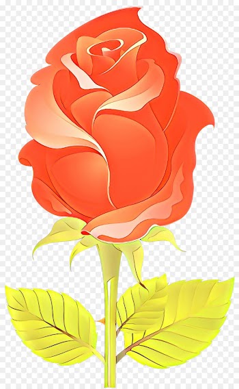 Garden roses