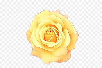 Garden roses