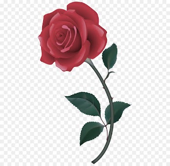 Garden roses