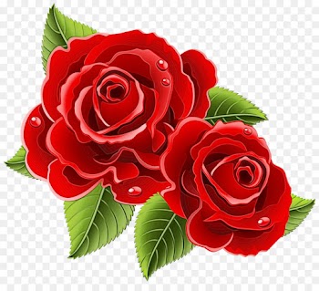 Garden roses
