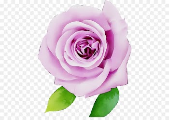 Garden roses