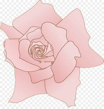 Garden roses
