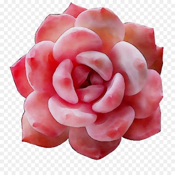 Garden roses -  