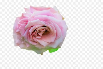 Garden roses